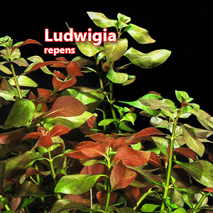 Ludwigia repens